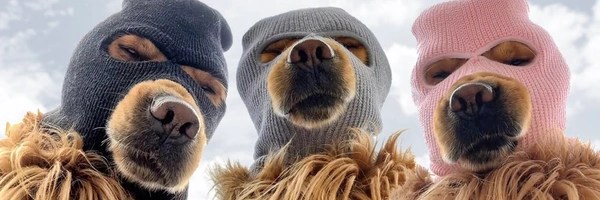 SKI MASK DOG Header Image